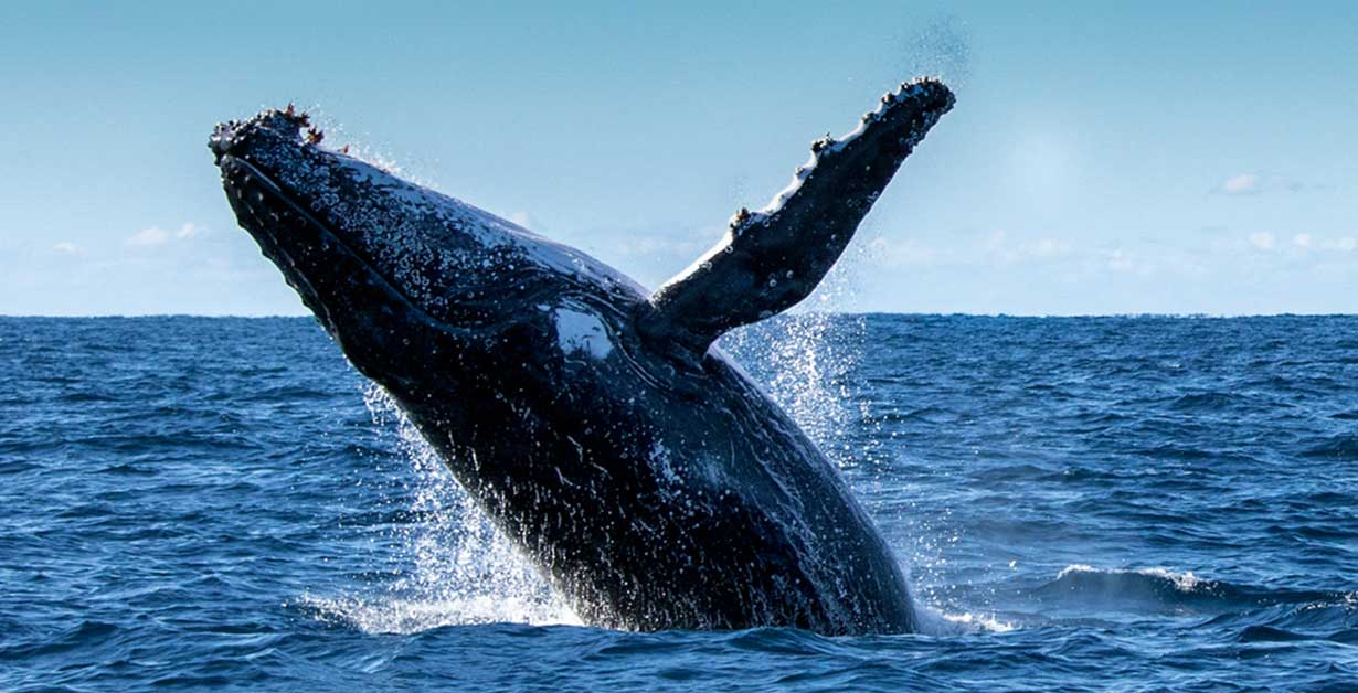 ballena-jorobada-colombia